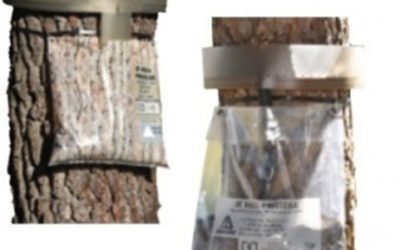 Trappola per processionaria
