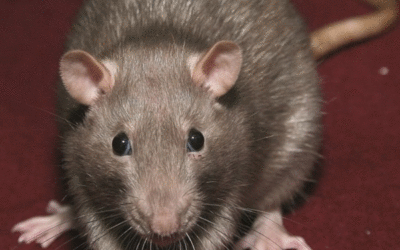 Rattus Norvegicus (ratto delle fogne)